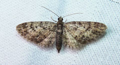 Eupithecia columbiata