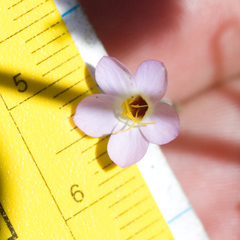 Leptosiphon ambiguus