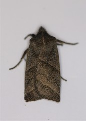 Eupsilia devia