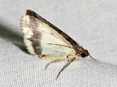 Xylopteryx arcuata
