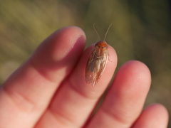Eremoblatta subdiaphana