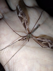 Tipula repanda