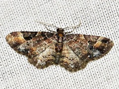 Melanthia ustiplaga
