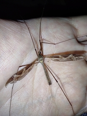 Tipula repanda