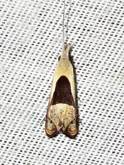 Ceromitia trigoniferella