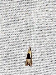 Ceromitia trigoniferella