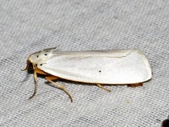Ilemodes astriga
