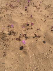 Cistanthe grandiflora