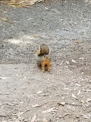 Sciurus niger