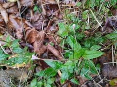 Epilobium montanum