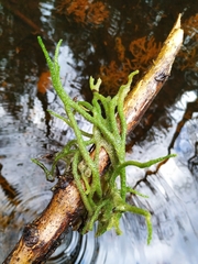 Ephydatia fluviatilis