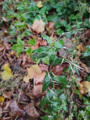 Epilobium montanum
