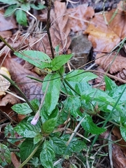 Epilobium montanum