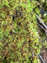 Bryoerythrophyllum recurvirostrum