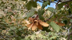 Acer granatense