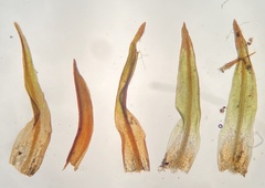Bryoerythrophyllum recurvirostrum