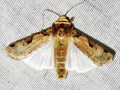 Mentaxya ignicollis