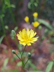 Lapsana communis
