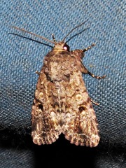 Acronicta transvalica