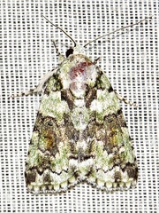 Blenina squamifera