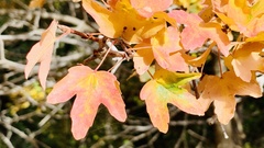 Acer granatense