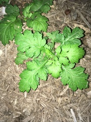 Chrysanthemum morifolium