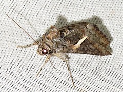 Vittaplusia vittata