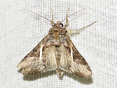 Vittaplusia vittata