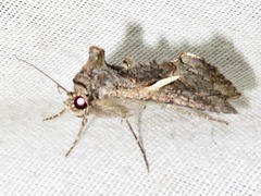 Vittaplusia vittata