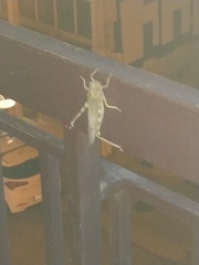 Anacridium aegyptium