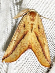 Drepanogynis punctata