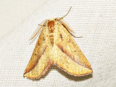 Drepanogynis punctata