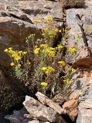 Senecio nevadensis malacitanus