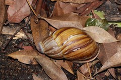 Megalobulimus lopesi