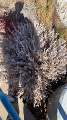 Krascheninnikovia lanata