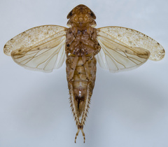 Paraphlepsius occidentalis