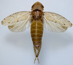 Paraphlepsius occidentalis