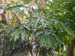 Plerandra elegantissima