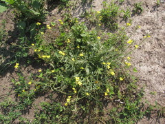 Diplotaxis tenuifolia