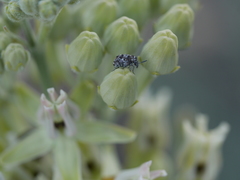 Neltumius arizonensis