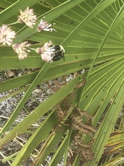 Bombus impatiens image