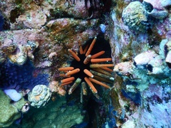 Eucidaris galapagensis
