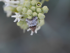 Cobubatha dividua