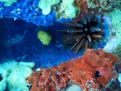 Eucidaris galapagensis