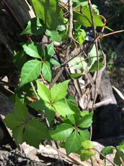 Parthenocissus quinquefolia image