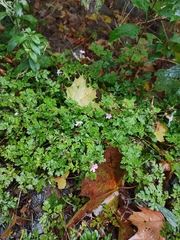Geranium robertianum