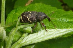 Hylobius transversovittatus