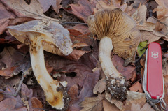 Glaucopodes