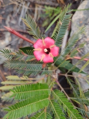 Augusta longifolia