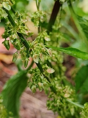 Rumex obtusifolius